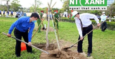 Giới Thiệu Dịch Vụ Trồng Cây Xanh Tại Bến Cát Bình Dương