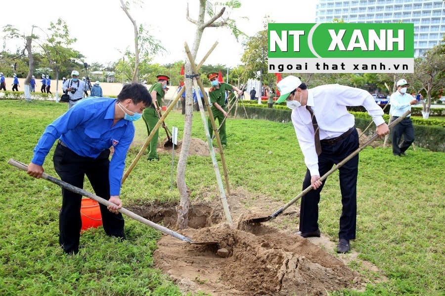 Giới Thiệu Dịch Vụ Trồng Cây Xanh Tại Bến Cát Bình Dương