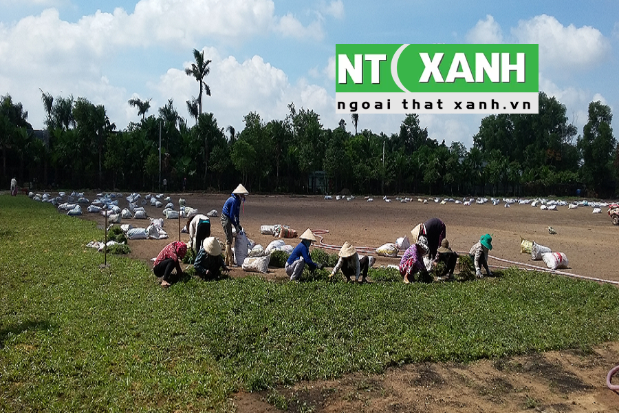 Giới Thiệu Dịch Vụ Trồng Cỏ Sân Vườn Tại Bến Cát Bình Dương