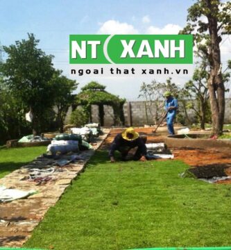 Dịch Vụ Trồng Cỏ Tại Thủ Đức TP.HCM