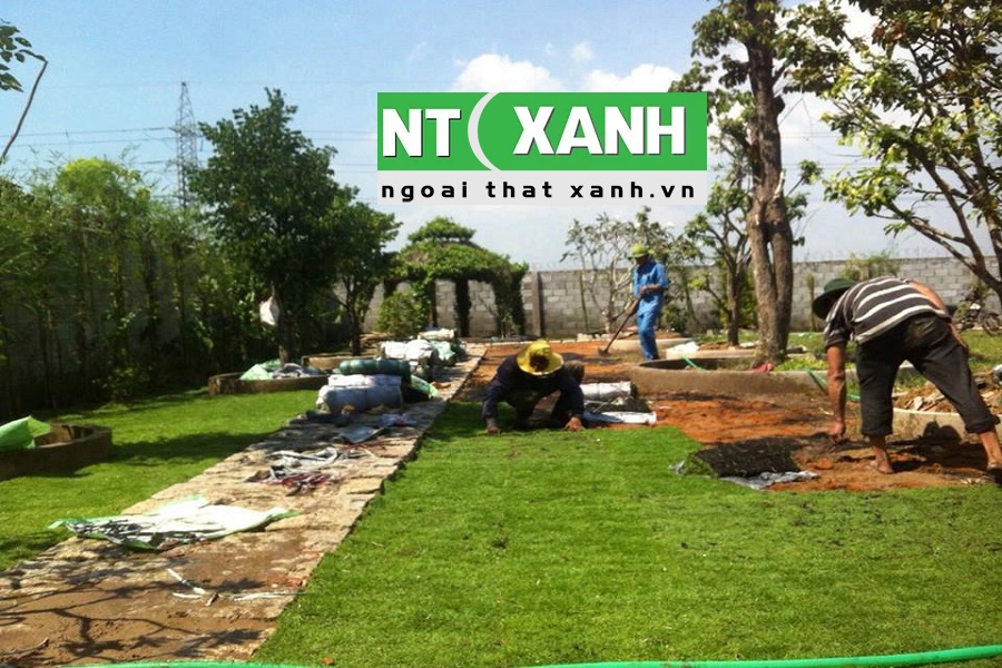 Dịch Vụ Trồng Cỏ Tại Thủ Đức TP.HCM