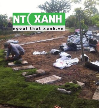 Giới Thiệu Dịch vụ trồng cỏ tại Dĩ An Bình Dương