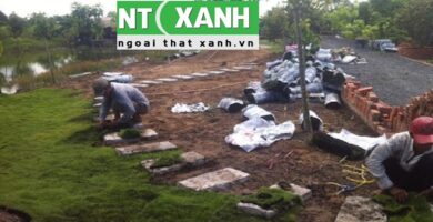 Giới Thiệu Dịch vụ trồng cỏ tại Dĩ An Bình Dương