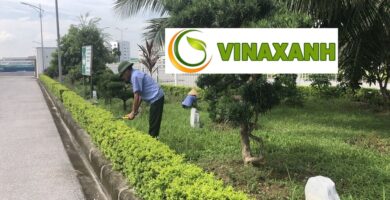 Dịch Vụ Chăm Sóc Cảnh Quan Quận 1 TPHCM