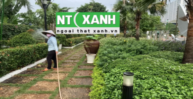 Chăm Sóc Cây Xanh Tại Bảo Lộc Lâm Đồng