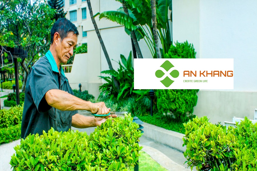 Dịch Vụ Chăm sóc cây xanh tại Bình Dương