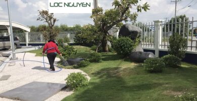 Giới Thiệu Công Ty Chăm Sóc Cây Xanh Bến Lức Long An