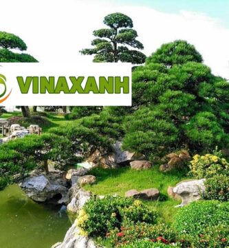 Cung Cấp Cây Xanh Tại Củ Chi TP.HCM
