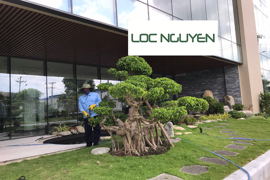 Dịch Vụ Chăm Sóc Cây Xanh KCN Long An
