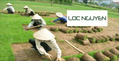 Giới Thiệu Dịch Vụ Trồng Cỏ Cho KCN Đức Hòa Long An