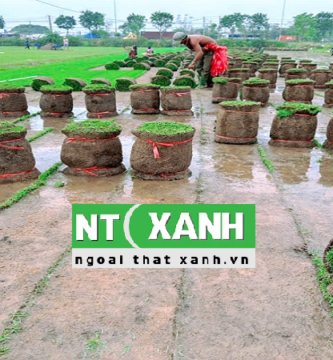 Dịch Vụ Trồng Cỏ Sân Vườn Tại Bến Cát Bình Dương