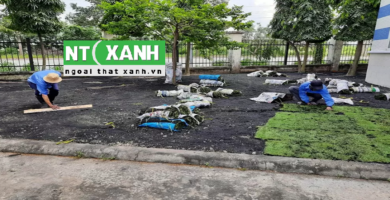 Giới Thiệu Dịch Vụ Trồng Cỏ Tại Bình Dương