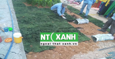 Dịch Vụ Trồng Cỏ Tại Châu Thành Long An