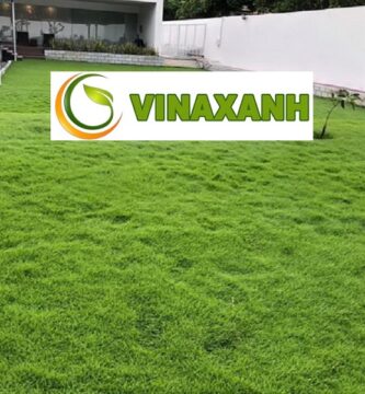Giới Thiệu Dịch Vụ Trồng Cỏ Tại Quận 12 TPHCM