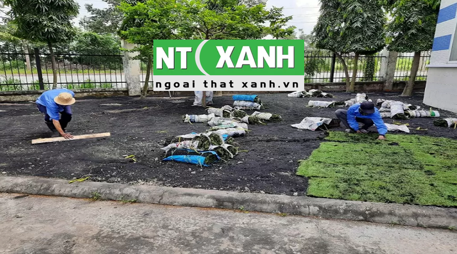 Giới Thiệu Dịch Vụ Trồng Cỏ Tại Tây Ninh