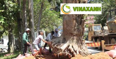 Dịch vụ bứng cây tại Tân Phú TPHCM