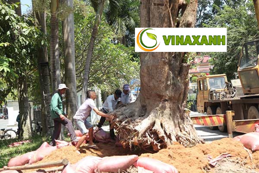Dịch vụ bứng cây tại Tân Phú TPHCM