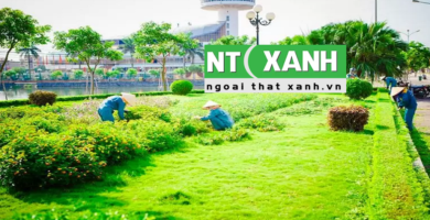 Giới Thiệu Dịch vụ trồng cây xanh tại quận 4 TP.HCM