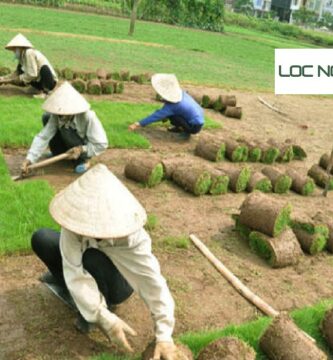 Dịch vụ trồng cỏ Long An