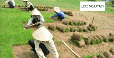 Dịch vụ trồng cỏ Long An