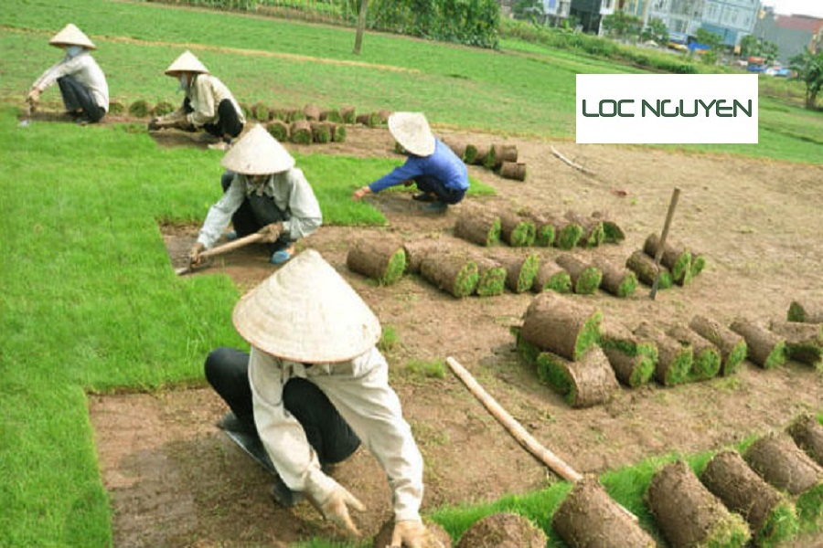Dịch vụ trồng cỏ Long An