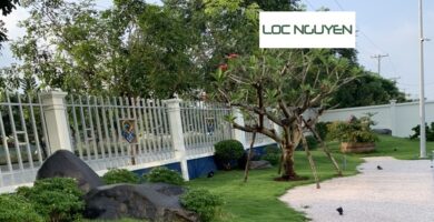 Dịch Vụ Thiết Kế và Thi Công Công Trình Cây Xanh Tại Long An