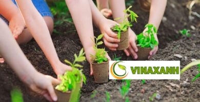 Dịch Vụ Trồng Cây Xanh Tại Gò Vấp TP.HCM