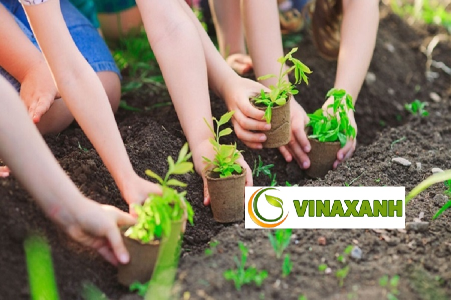 Dịch Vụ Trồng Cây Xanh Tại Quận 5 TP.HCM