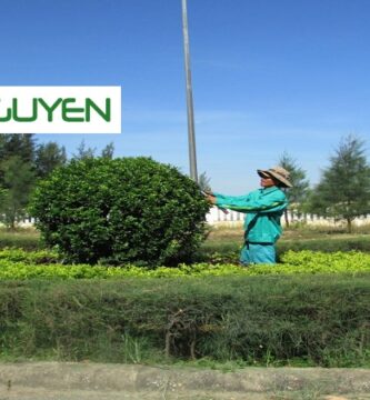 Chăm Sóc Cây Xanh Tại Long An