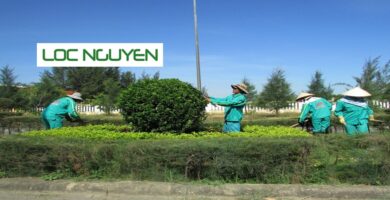 Chăm Sóc Cây Xanh Tại Long An