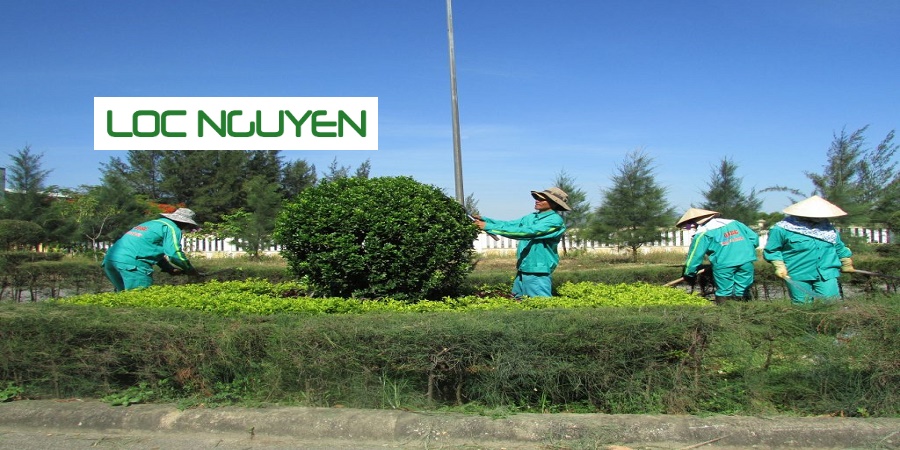 Chăm Sóc Cây Xanh Tại Long An