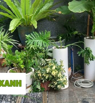 Chăm sóc cảnh quan quận 2 TP.HCM