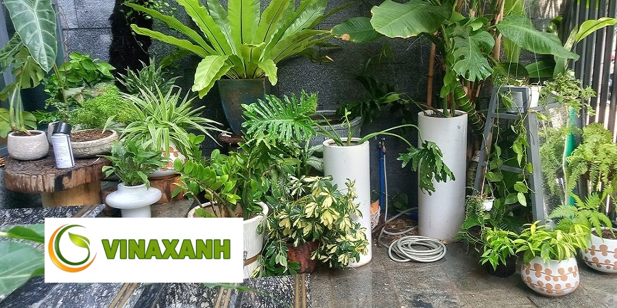 Chăm sóc cảnh quan quận 2 TP.HCM