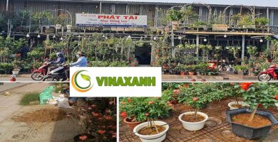 Cung Cấp Cây Xanh Tại Quận 12 TP.HCM