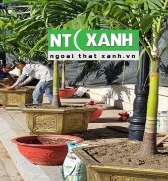 Dịch Vụ Trồng Cây Cảnh Tại Gò Dầu Tây Ninh