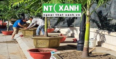 Dịch Vụ Trồng Cây Cảnh Tại Gò Dầu Tây Ninh