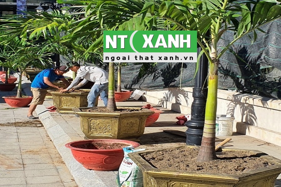Dịch Vụ Trồng Cây Cảnh Tại Gò Dầu Tây Ninh