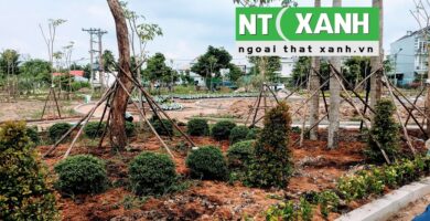 Dịch Vụ Trồng Cây Xanh Tại Cần Giuộc Long An