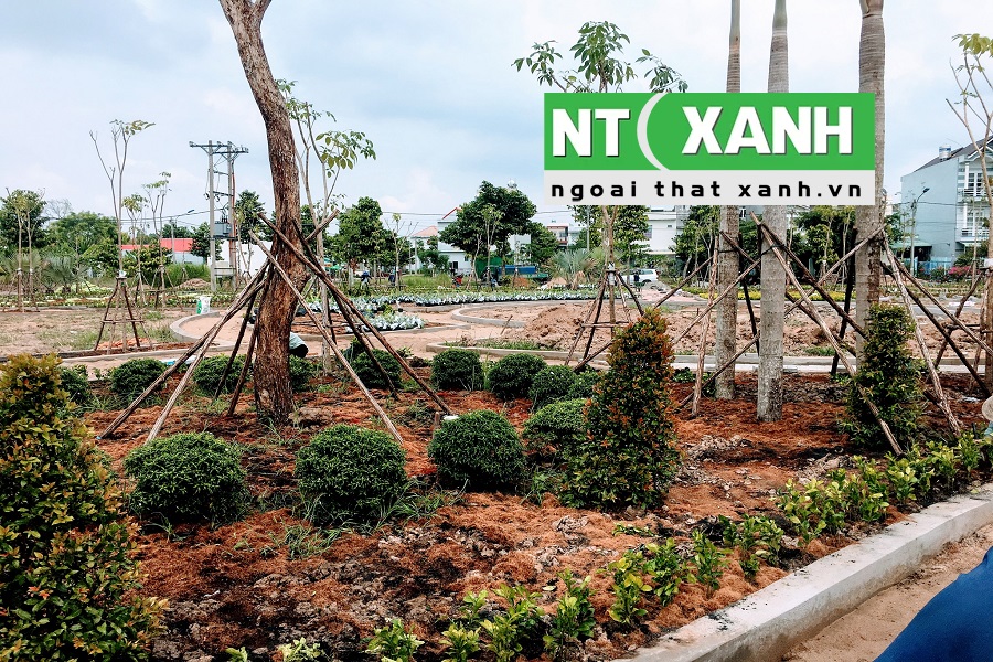 Dịch Vụ Trồng Cây Xanh Tại Cần Giuộc Long An