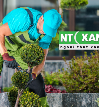 Dịch Vụ Trồng Cây Xanh Tại Tân Bình TP.HCM