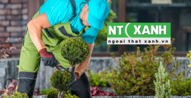 Dịch Vụ Trồng Cây Xanh Tại Tân Bình TP.HCM