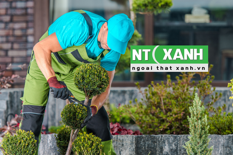 Dịch Vụ Trồng Cây Xanh Tại Tân Bình TP.HCM