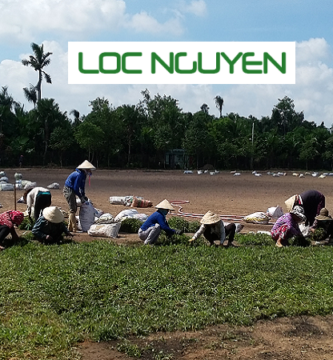 Dịch Vụ Trồng Cỏ Cho KCN Tại Long An