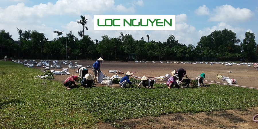 Dịch Vụ Trồng Cỏ Cho KCN Tại Long An