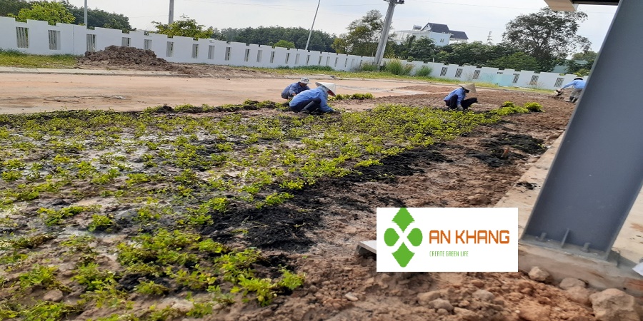 Dịch Vụ Trồng Cỏ KCN Bình Dương