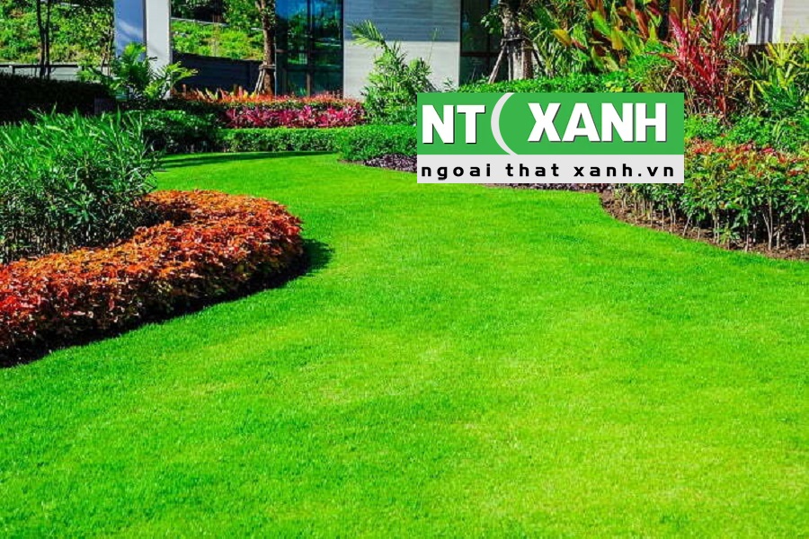 Dịch Vụ Trồng Cỏ Sân Vườn Ở Bình Dương