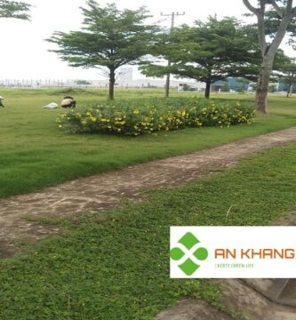 Dịch Vụ Trồng Cỏ Tại Bình Dương