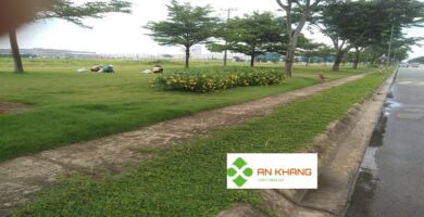 Dịch Vụ Trồng Cỏ Tại Bình Dương