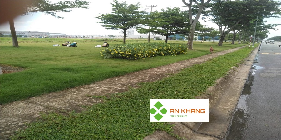 Dịch Vụ Trồng Cỏ Tại Bình Dương