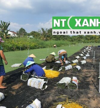 Giới Thiệu Dịch Vụ Trồng Cỏ Tại Châu Thành Tây Ninh